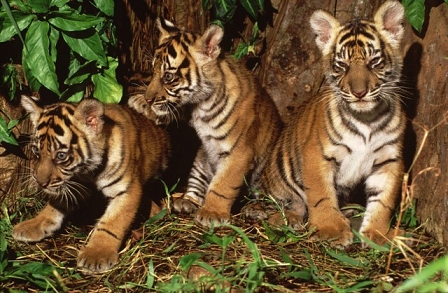 Tiger babies